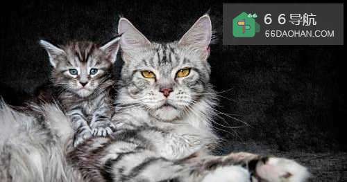 刚接回家猫咪需要注意何种事项