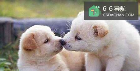 到底是单身好还是恋爱好?