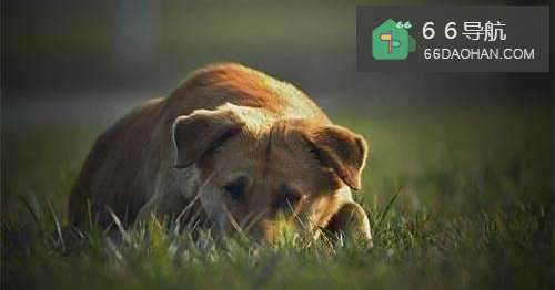 看到一只小流浪狗很可怜,要收养它吗?