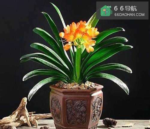 养人又旺财的花卉,非常适合家庭养护!