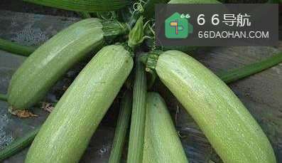 家常西葫芦的做法?