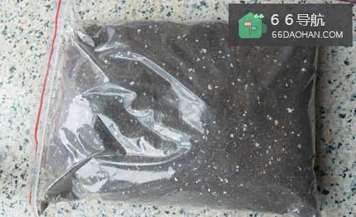 家庭自种小盆栽