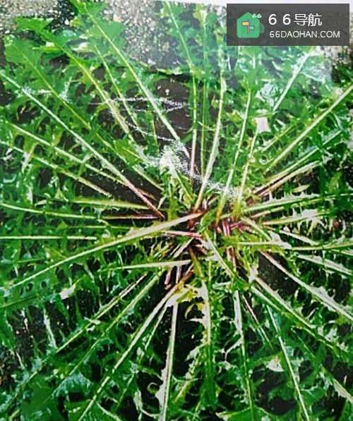 家庭栽婆婆丁(蒲公英)的过程