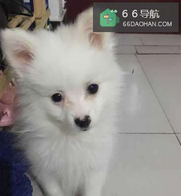 博美一到晚上就叫怎么办