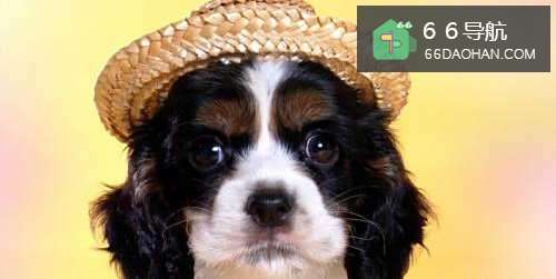 如何做才能让父母同意养狗？