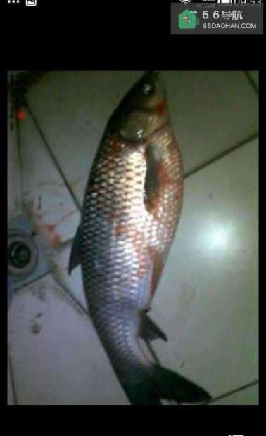 经典美食烤鱼小吃做法