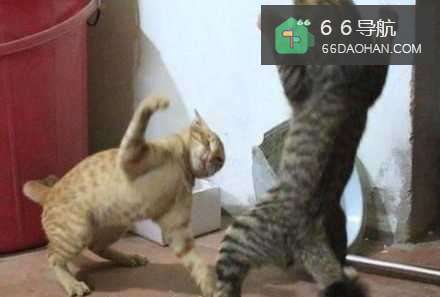 如何让家里的几只猫和平相处