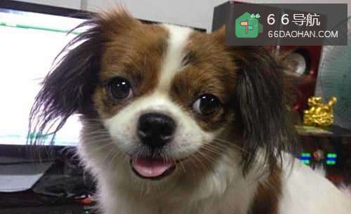 狗狗犯错了怎么办?