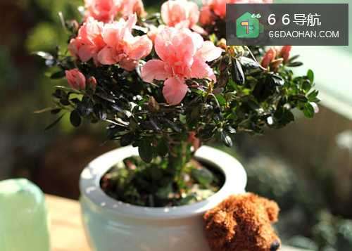 家庭养花小贴士