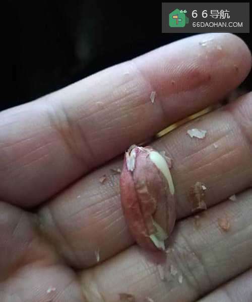 白糖花生的简单做法