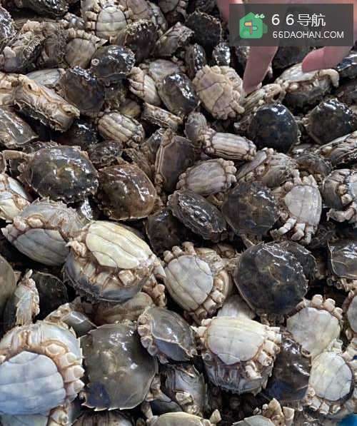 哪里的香辣蟹好吃?