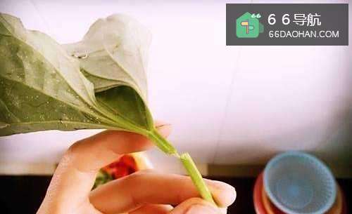 素炒红薯梗子做法步骤详解