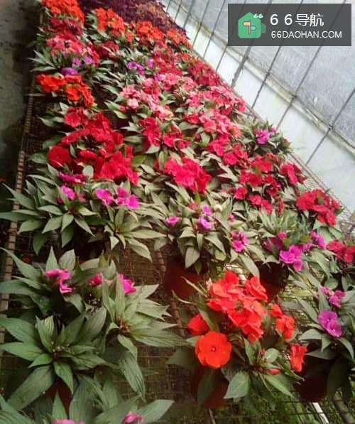 第一次送花给女孩子要注意什么