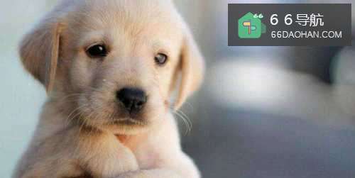 如何让狗认你老大