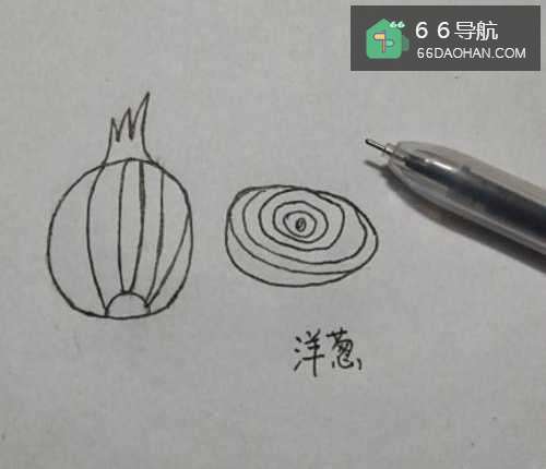 洋葱的简笔画
