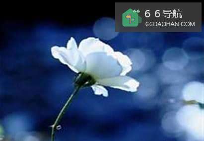 善待那些爱你的人