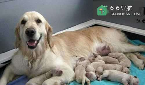 母狗很累生不出来怎么办