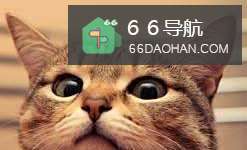 如何领养一只安静的猫