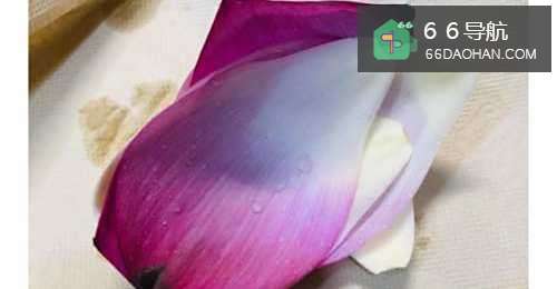 荷花花瓣怎么吃