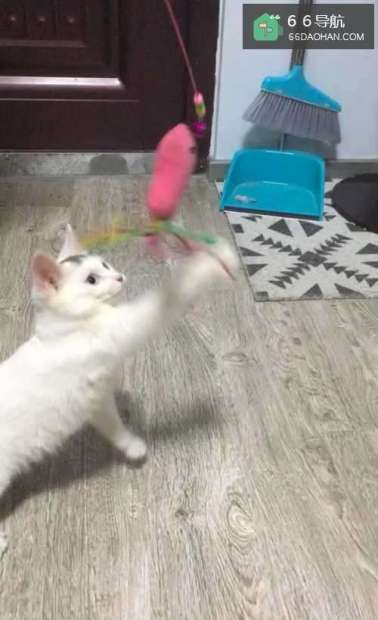 猫晚上太吵怎么办?