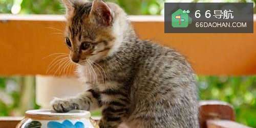 家里的猫咪性格孤僻怎么办