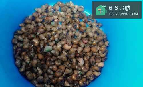 湘湘家常菜：[1]香辣螺蛳