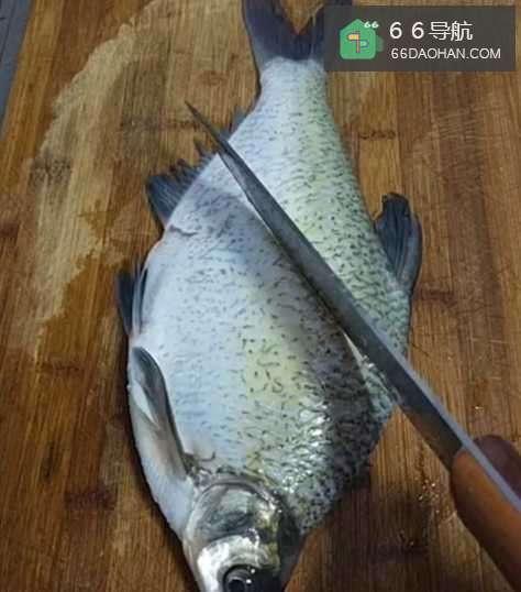 孔雀鱼原来这样做