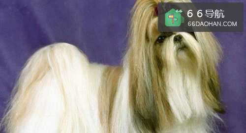 养狗的家庭要注意什么？