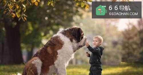 如何让狗狗与孩子游戏