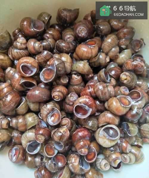 这样做出的田螺香辣入味，跟外面小店味道可媲美