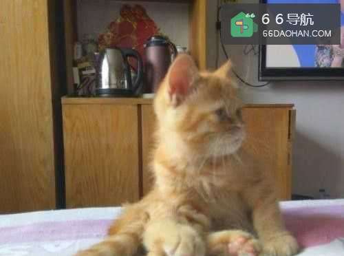 怎么让猫咪轻松搬新家换主人