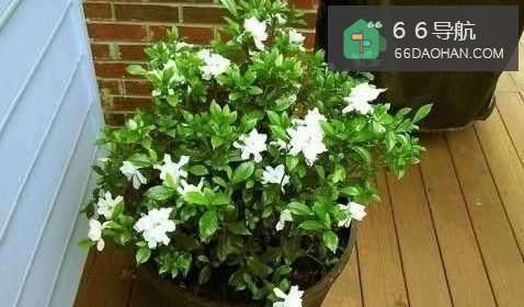 买花之前先要考虑下,想好这些再买花!