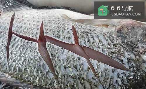 如何做红烧吴郭鱼