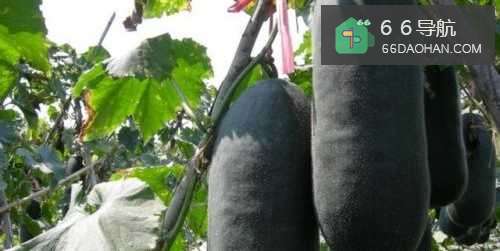 红烧冬瓜家常做法