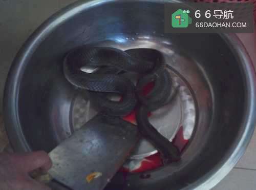 蛇汤的家常做法