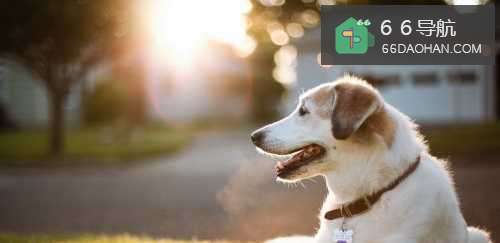 孩子怎么避免被狗追?