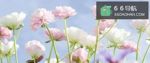 家庭应该怎样栽花和养花