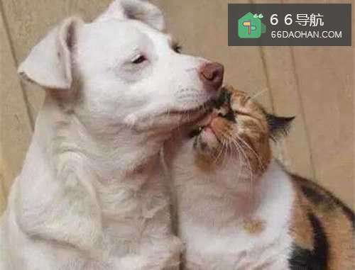 如何让家里的猫和狗和谐相处?