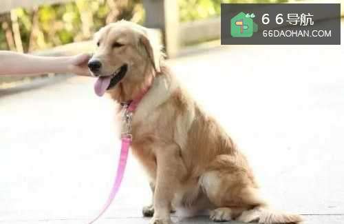 怎么训练狗狗很听话?