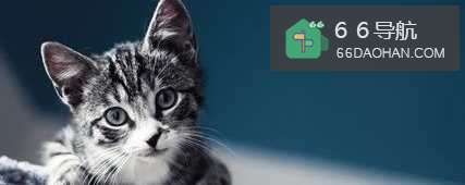 收养9猫相继摔死给我们的启示