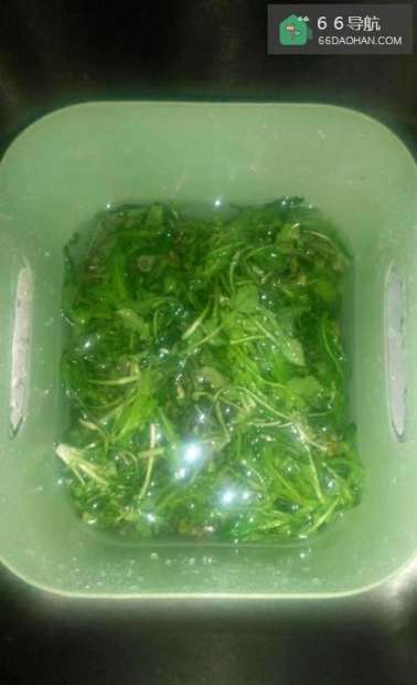 荠菜炒鸡蛋的家庭做法