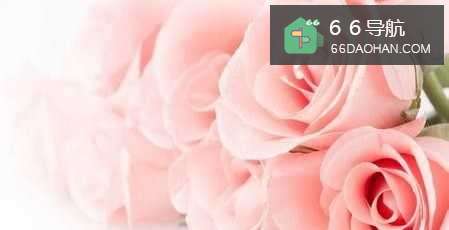 表示感恩要送的花(父亲节、母亲节、教师节)