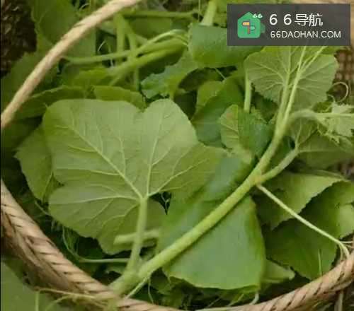 清炒南瓜藤的简单做法