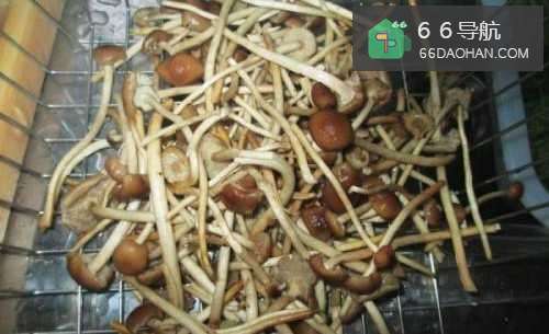 【肉炒茶树菇】简单做法