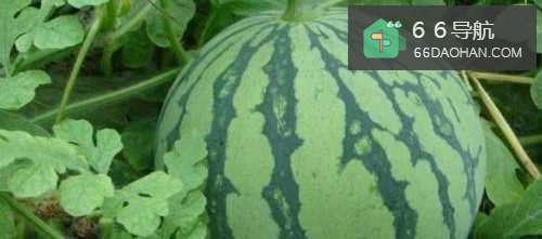 西瓜的十五种吃法