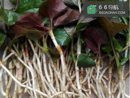 蒜蓉凉拌折耳根怎么做好吃？