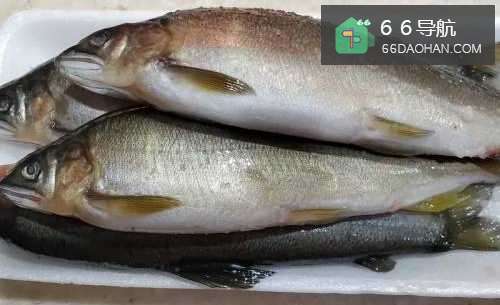 怎样做出家常菜系列之酥煎香鱼