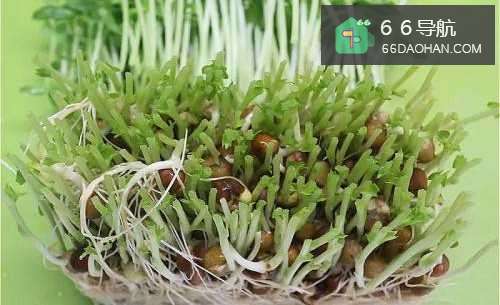 怎样做出家常菜系列之酱炒豆苗肉片