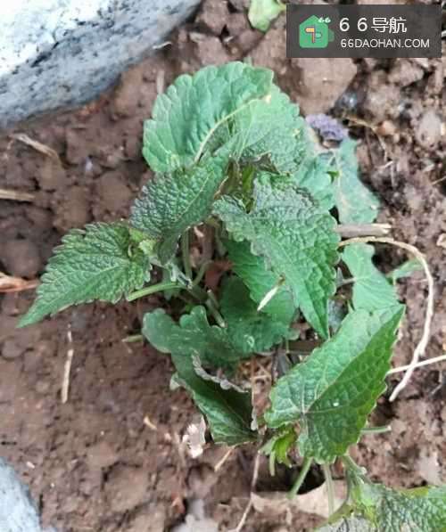 家庭栽种荷香的具体过程