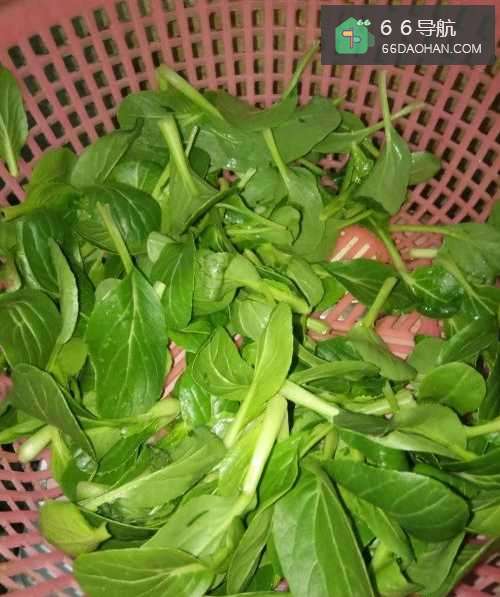 素炒小青菜的做法